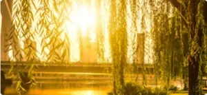 Everyday Living Skills That Build Independence